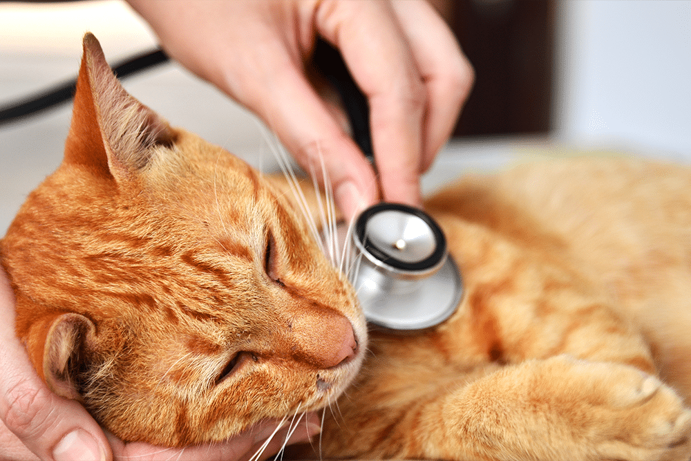 Veterinarian checking a cat’s heart and lungs during a health exam.