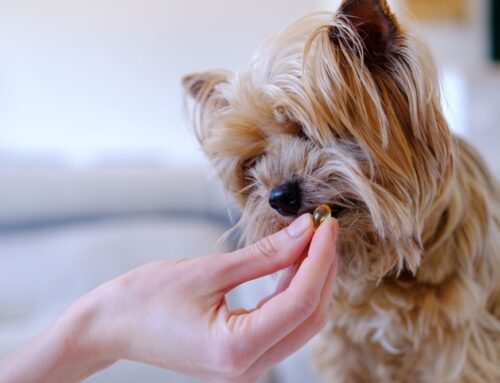 Joint-Support Nutrition: Omega-3s, GLM, and Collagen