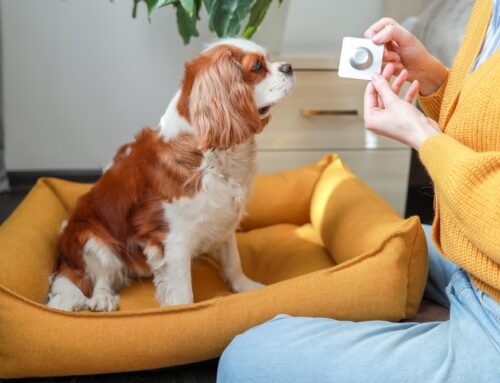 Deworming Schedules for Puppies & Kittens