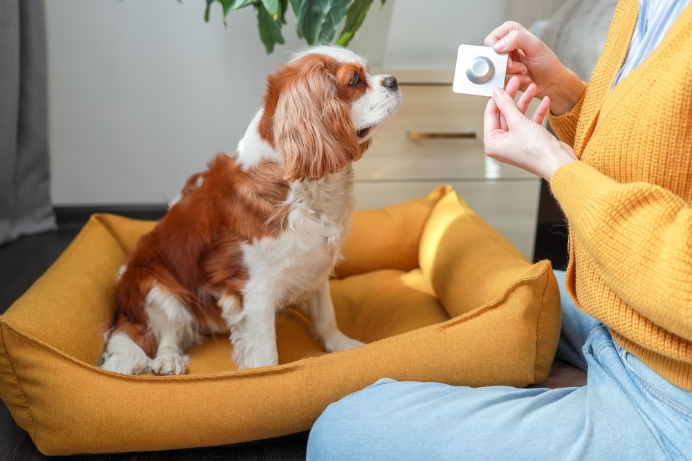 A brown-and-white dog sits in a mustard-yellow pet bed while a person in a yellow sweater holds a small square device in front of the dog, as if showing or training it. The dog looks attentively at the device indoors near a plant and light-colored furniture.