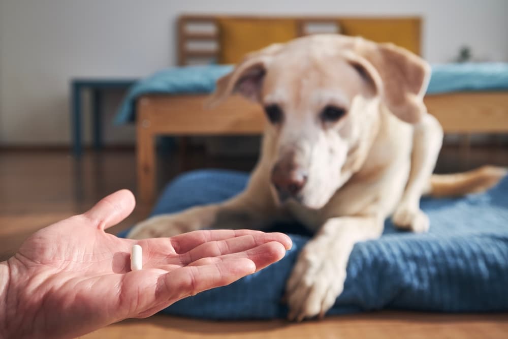 A person holding a pill in their open hand while a light-colored dog lies on a bed in the background, looking at the medication.