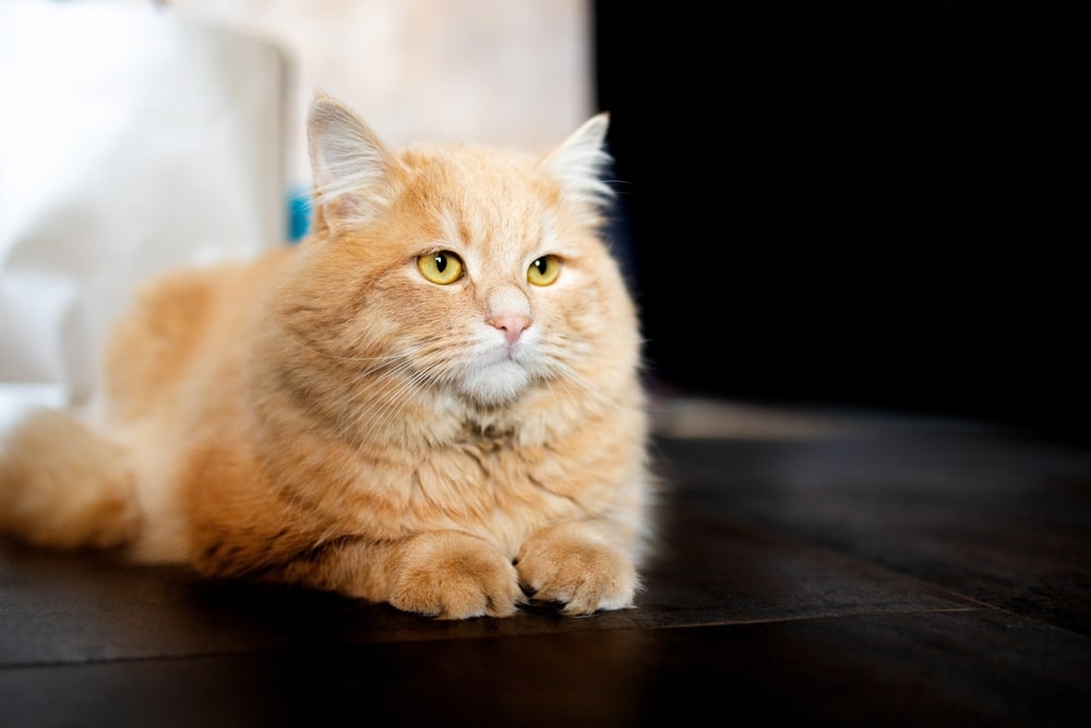 A fluffy orange cat lying on a dark wooden floor indoors, with its paws tucked under its body and looking slightly to the side.