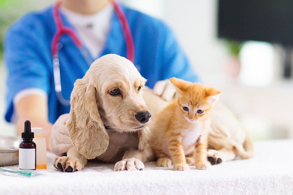 A veterinarian in blue scrubs with a stethoscope examines a light-colored dog lying on a table while a small orange kitten sits beside it. Veterinary supplies, including small medicine bottles, are placed nearby on the exam table