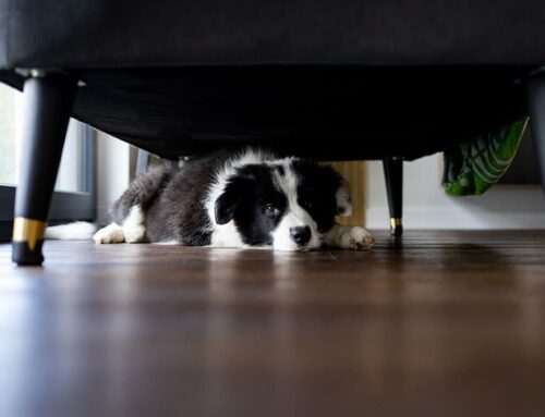 Noise Phobias Beyond Fireworks: Thunderstorms, Appliances, and Solutions