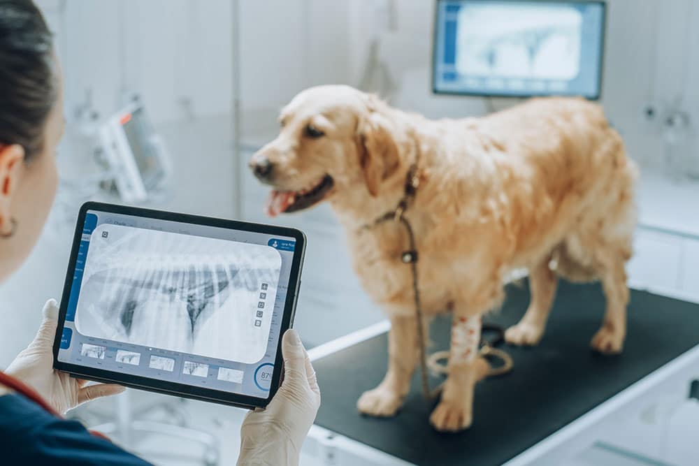 Veterinarian reviewing a pet X-ray on a computer to diagnose a medical condition.