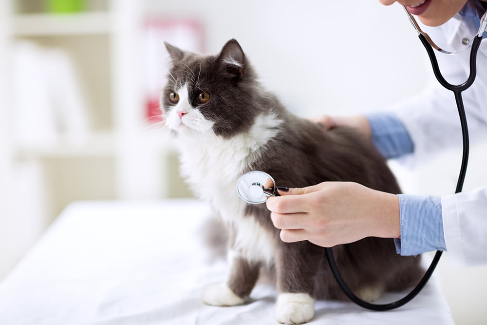 Veterinarian examining a fluffy cat during a routine health check at a veterinary clinic.