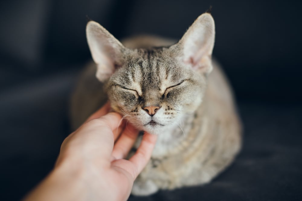 A relaxed tabby cat with eyes closed leans into a person’s hand as it is gently scratched under the chin, appearing calm and content.