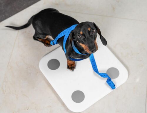 Body Condition Score: How to Score and Why It Matters