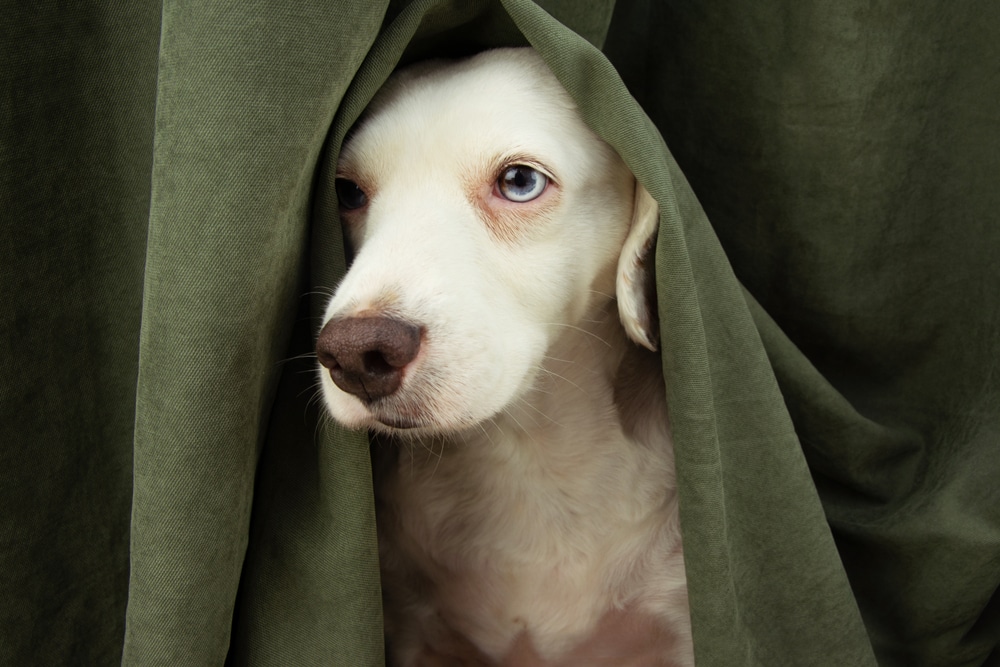 A white dog with one blue eye and one darker eye peeks out from behind a green curtain, its face partially covered and expression calm and curious.