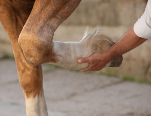 Could Delaying Hoof Trimming Be Causing Pain and Mobility Problems in Your Animals?