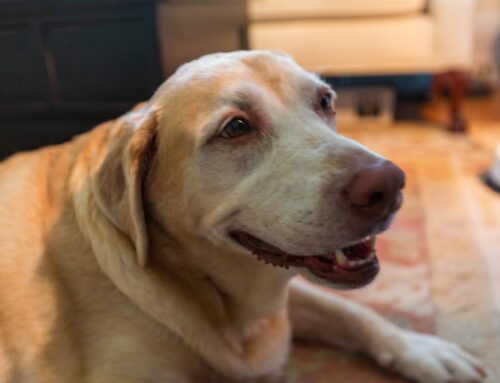 What Is IVDD in Dogs and When Does It Become an Emergency?