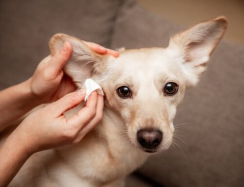 How Often Should You Clean Your Dog’s or Cat’s Ears?