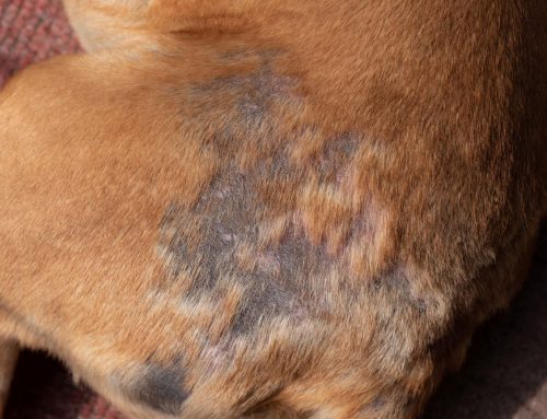 Is It Normal For My Dog Or Cat To Be Losing This Much Hair?