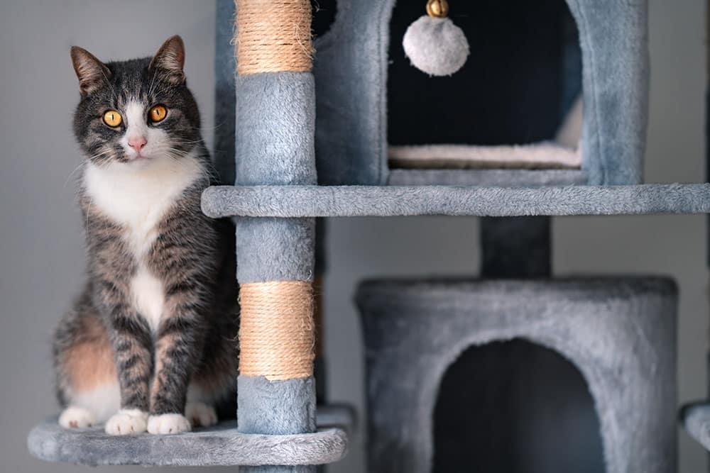 An eye-level shot of a grey and white domestic cat with striking amber eyes sitting upright on a shelf of a plush grey cat tree next to a sisal scratching post.