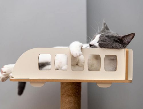 How Do You Set Up a Small Space So Your Cat Is Actually Happy?