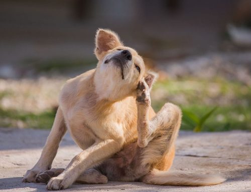 How Do We Choose the Right Itch Treatment for Your Pet?