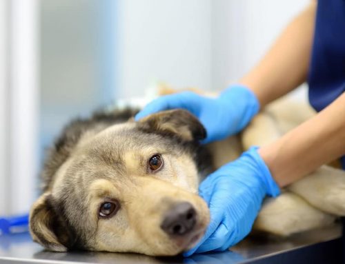 Are Big Lymph Nodes on Your Dog or Cat Always Serious?