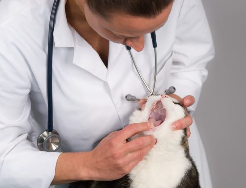 Which Dental Home Care Products Are Actually Worth Buying for Your Pet?